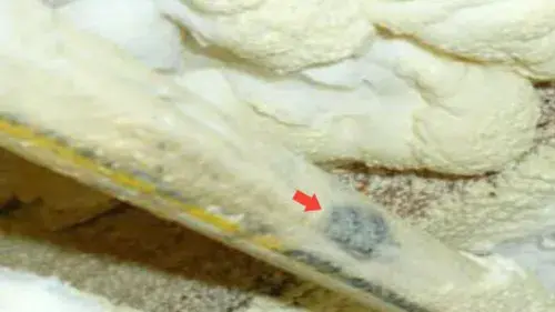 CPVC piping with water damage from SPF application.